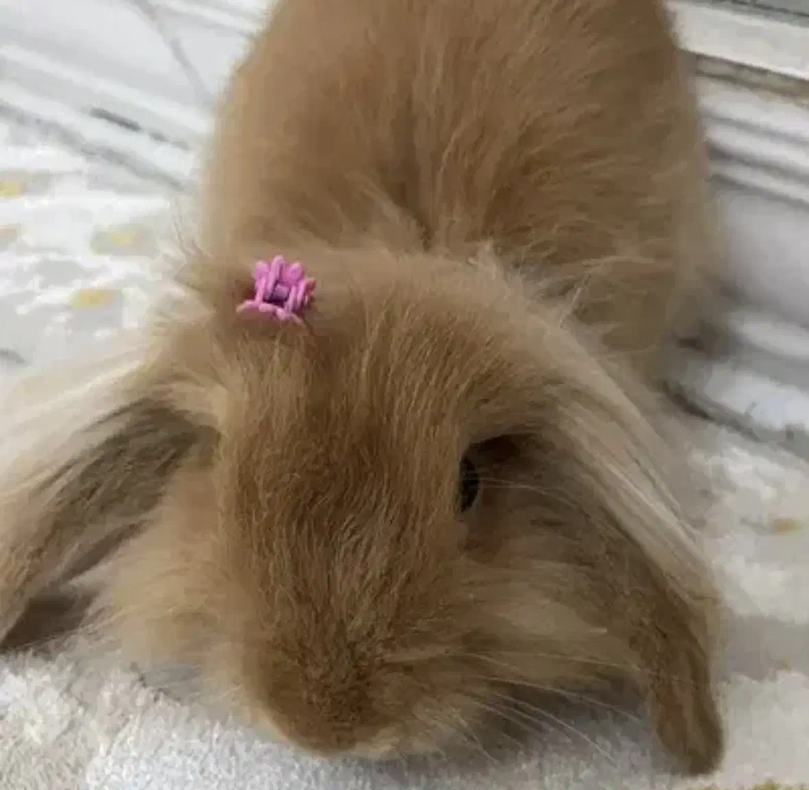 خرگوش لوپ|موش و خرگوش|خرم‌آباد, |دیوار