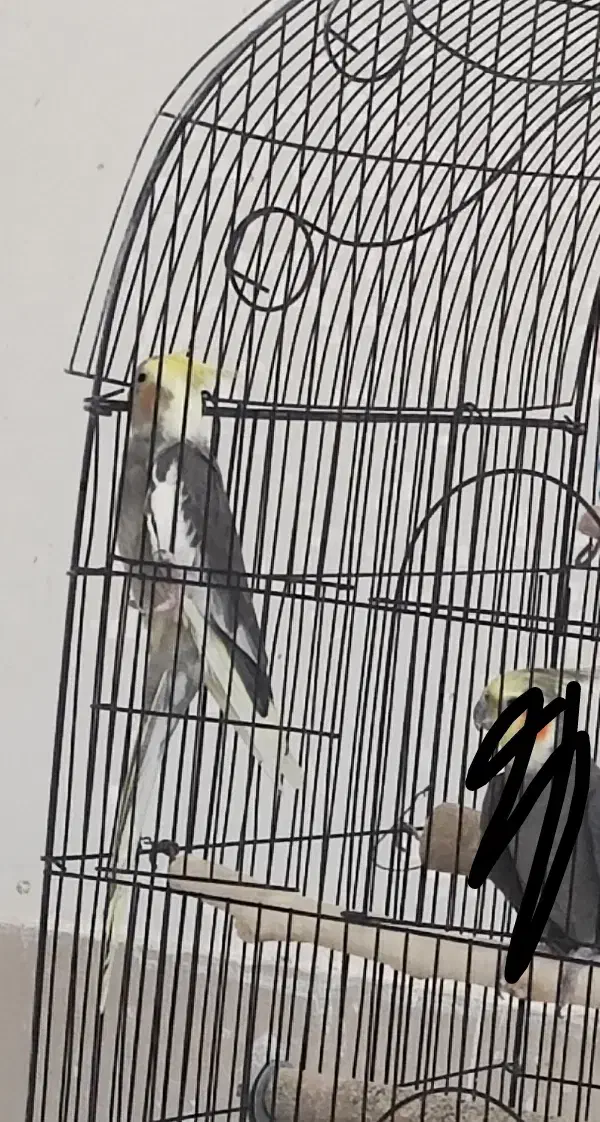 عروس هلندی|پرنده|سبزوار, مدرس|دیوار