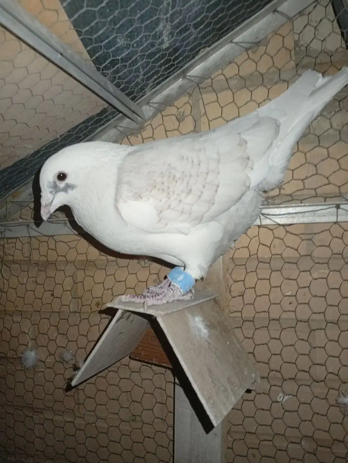 کفتر یا کبوتر|پرنده|اشکذر, |دیوار