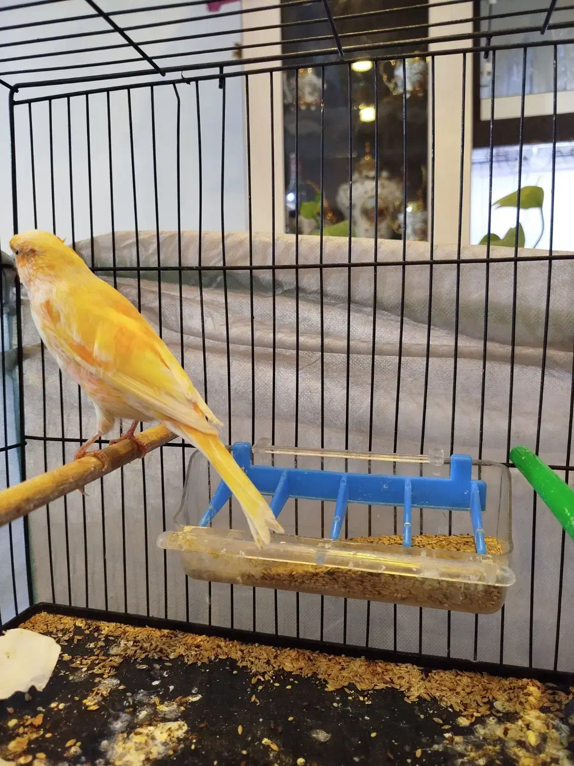 فروش قناری نر|پرنده|فردیس, شهرک شهید حسینی|دیوار