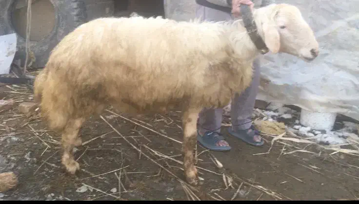 قوچ|حیوانات مزرعه|خمین, |دیوار