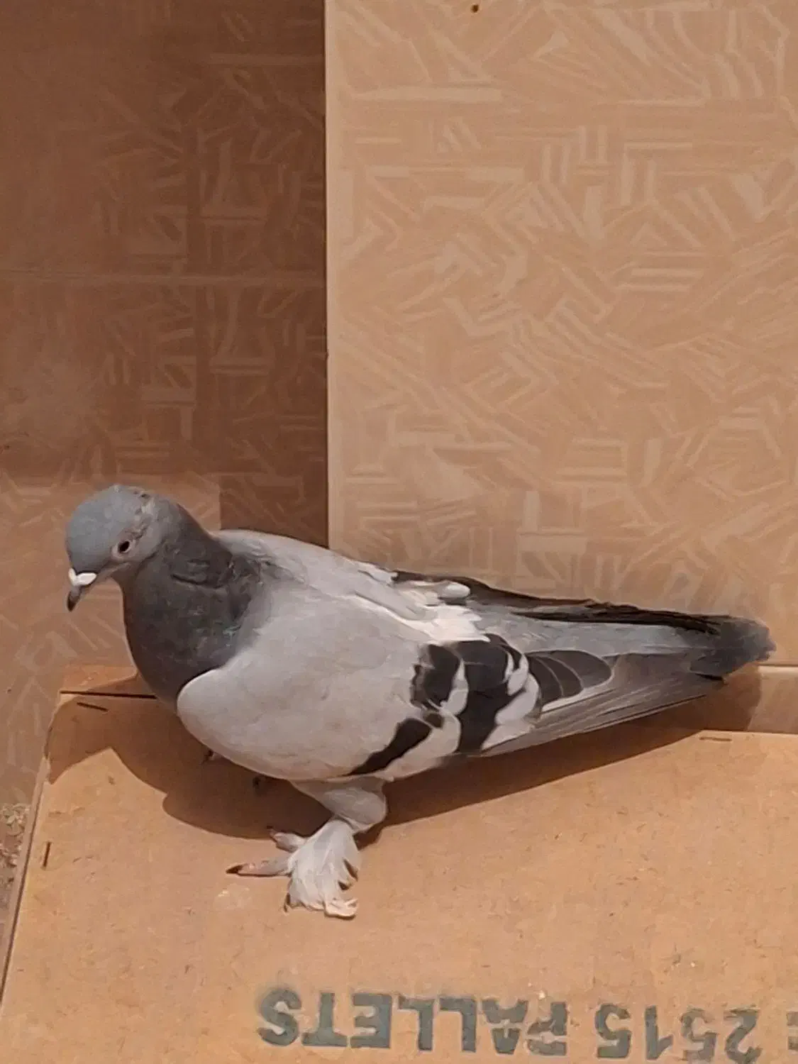 سبز هل پاپر درجه یک|پرنده|مرودشت, ابوذر جنوبی|دیوار