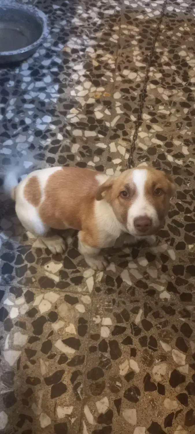 سگ خانگی|سگ|رشت, خرسندی|دیوار