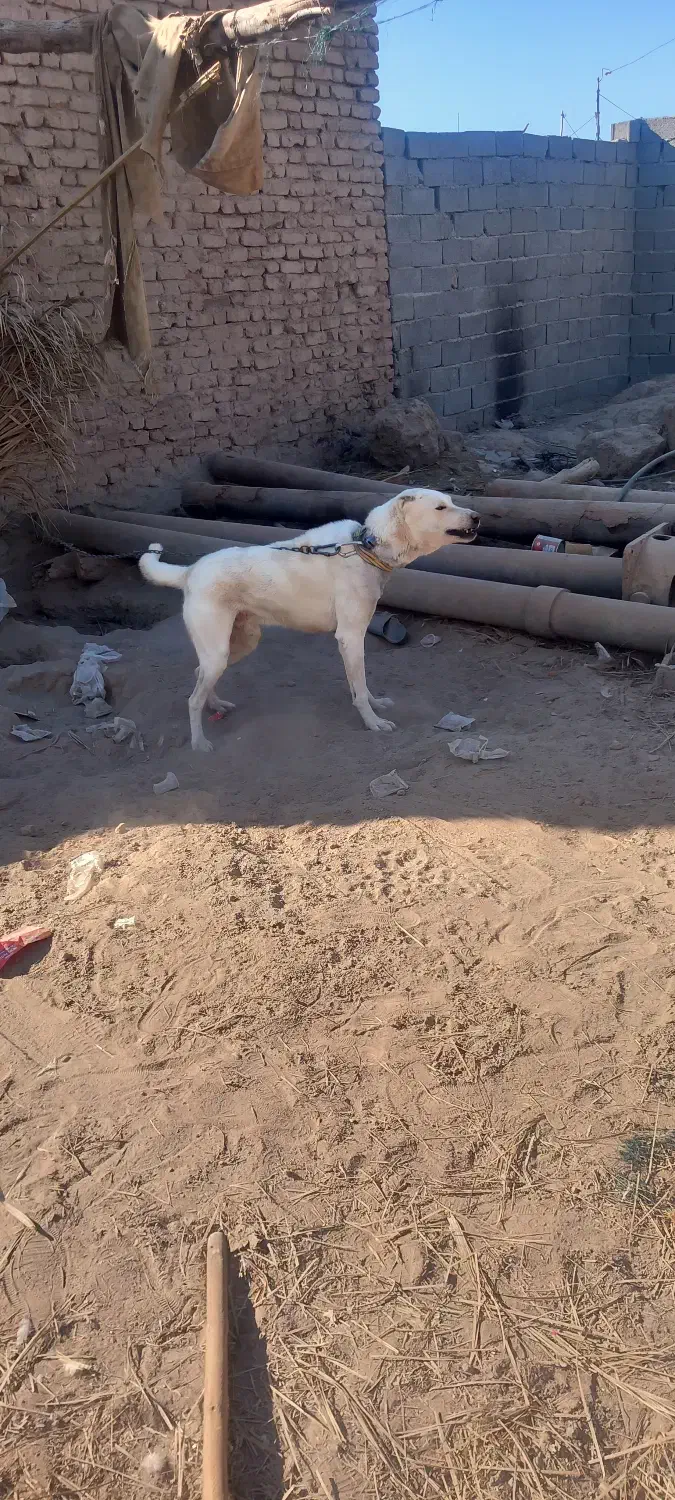 سگ افغان|سگ|بم, |دیوار