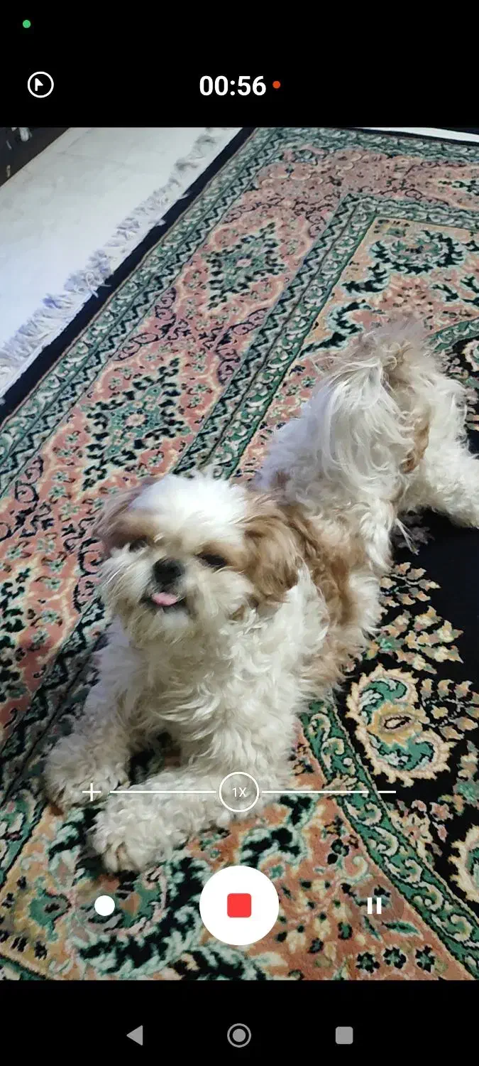 سگ دوست داشتنی به خانواده خوب واگذار میشه|سگ|فردیس, ثابتی|دیوار