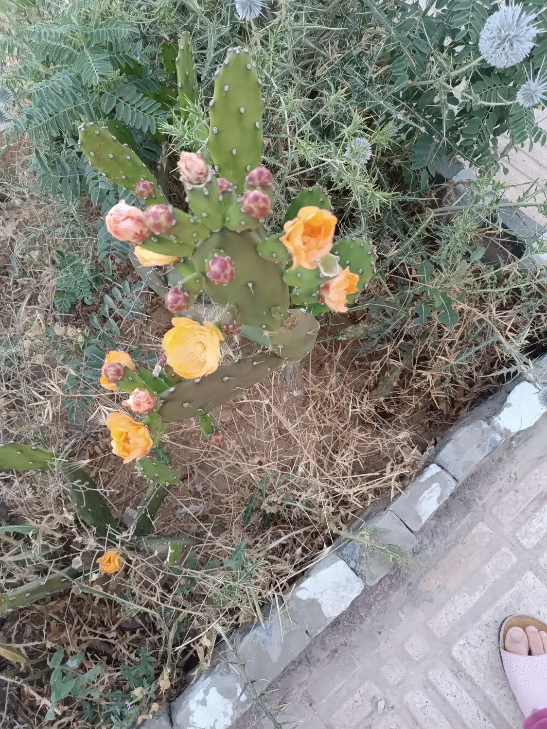 تدریس خصوصی|خدمات آموزشی|زرقان, |دیوار