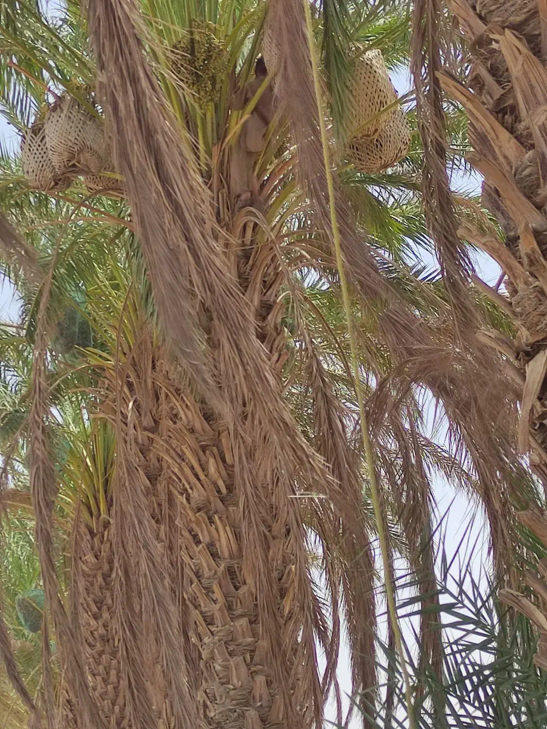 دهقان نخل هستم|گل و گیاه طبیعی|ایرانشهر, |دیوار