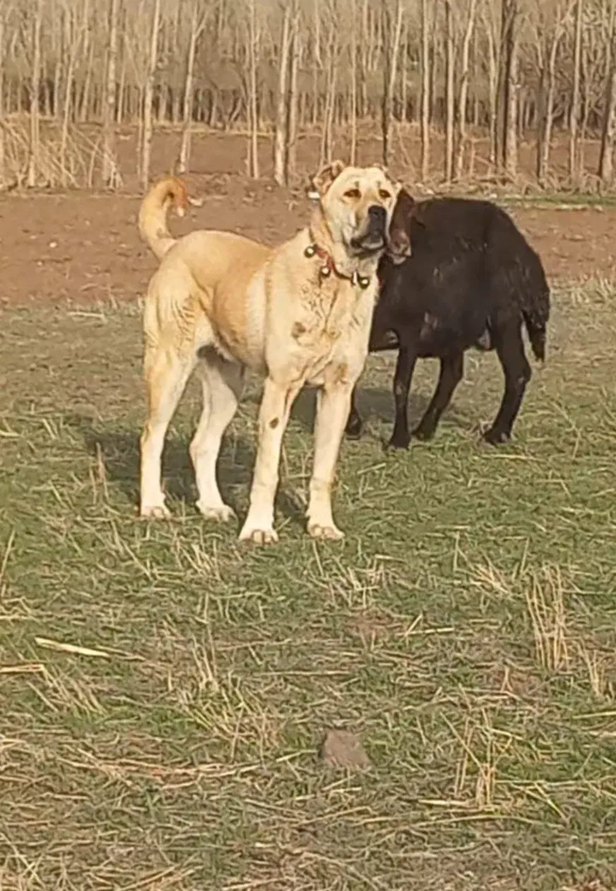 سگ ماده|سگ|سراب, |دیوار