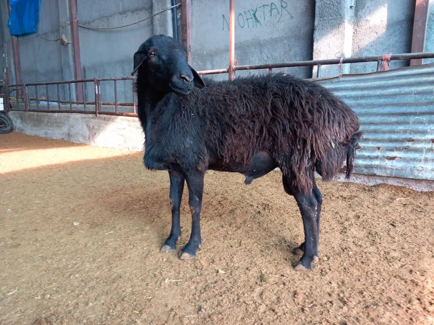 قوچ|حیوانات مزرعه|رباطکریم, انجم آباد|دیوار