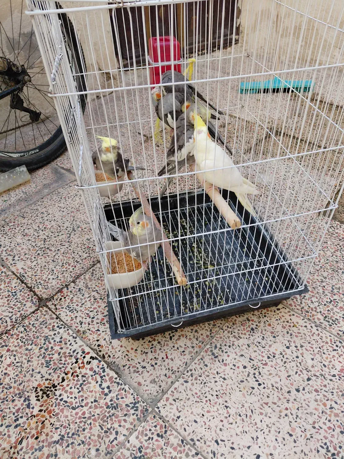 معاوضه با کفتر|پرنده|ورامین, خیر آباد|دیوار