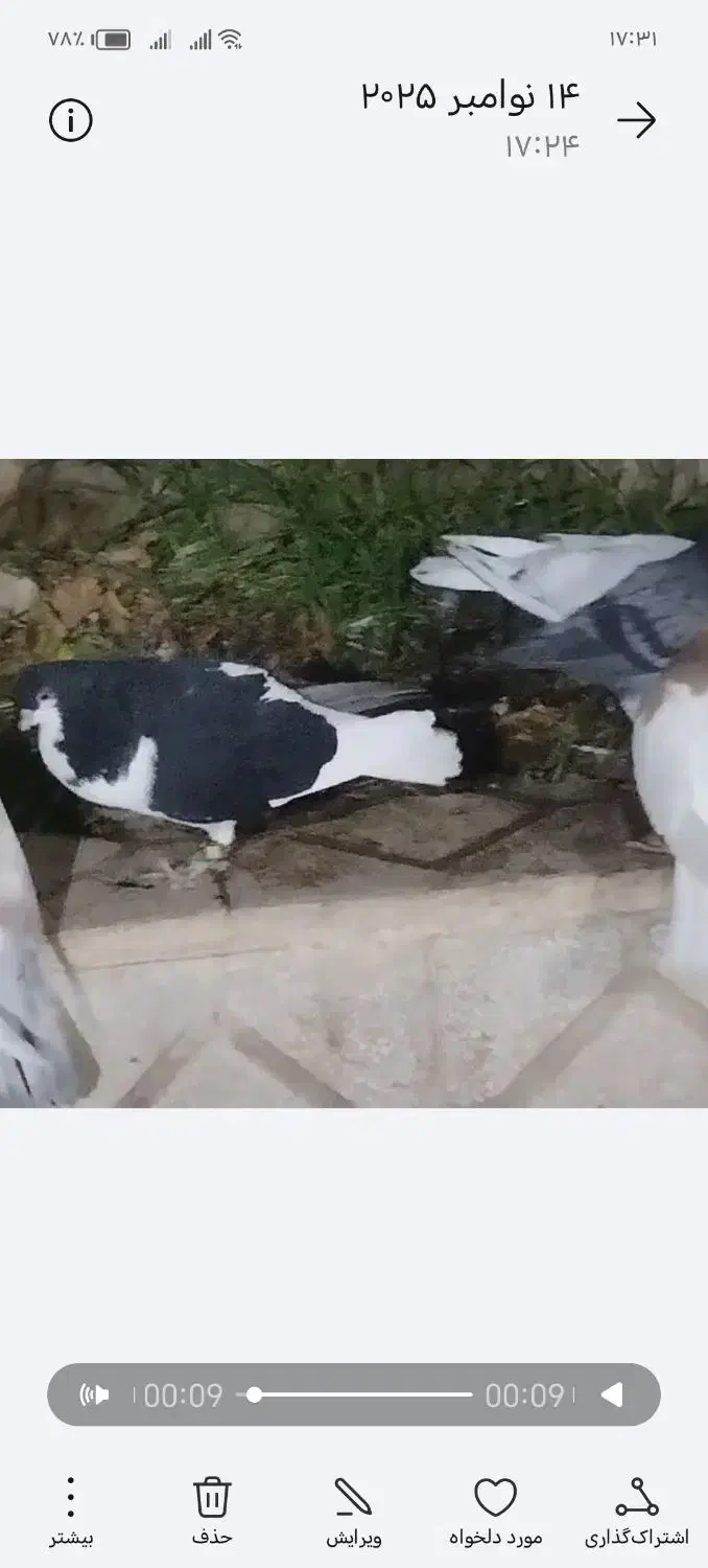 کفتر|پرنده|اسفراین, |دیوار