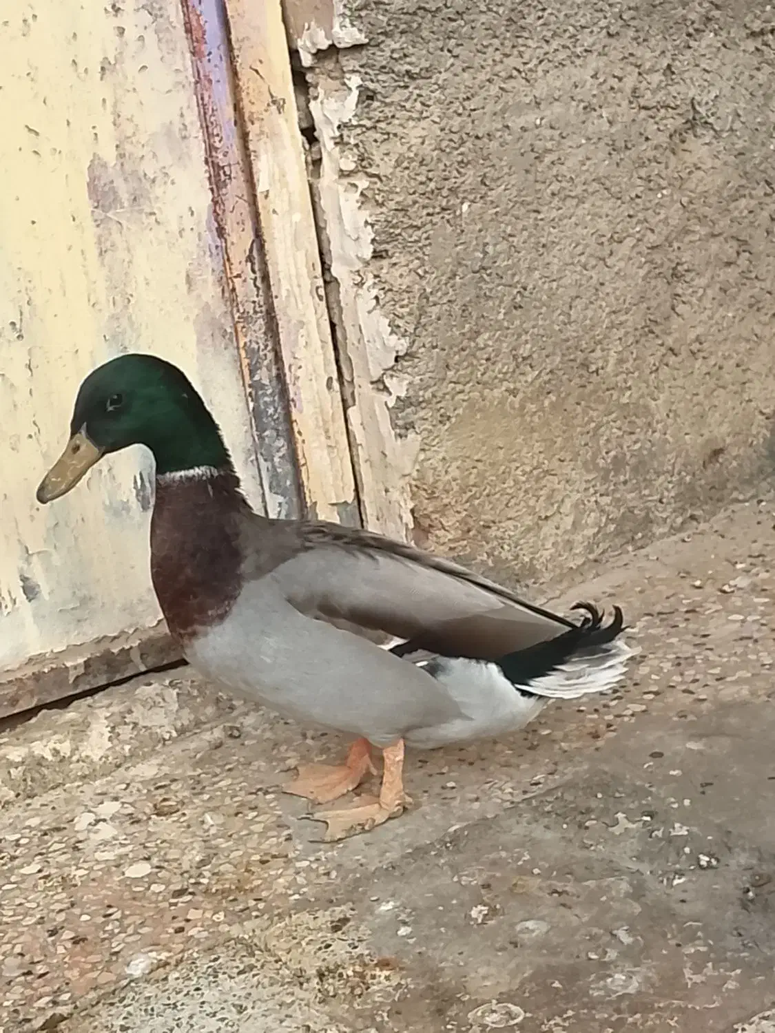 اردک نر|حیوانات مزرعه|نیمروز, |دیوار