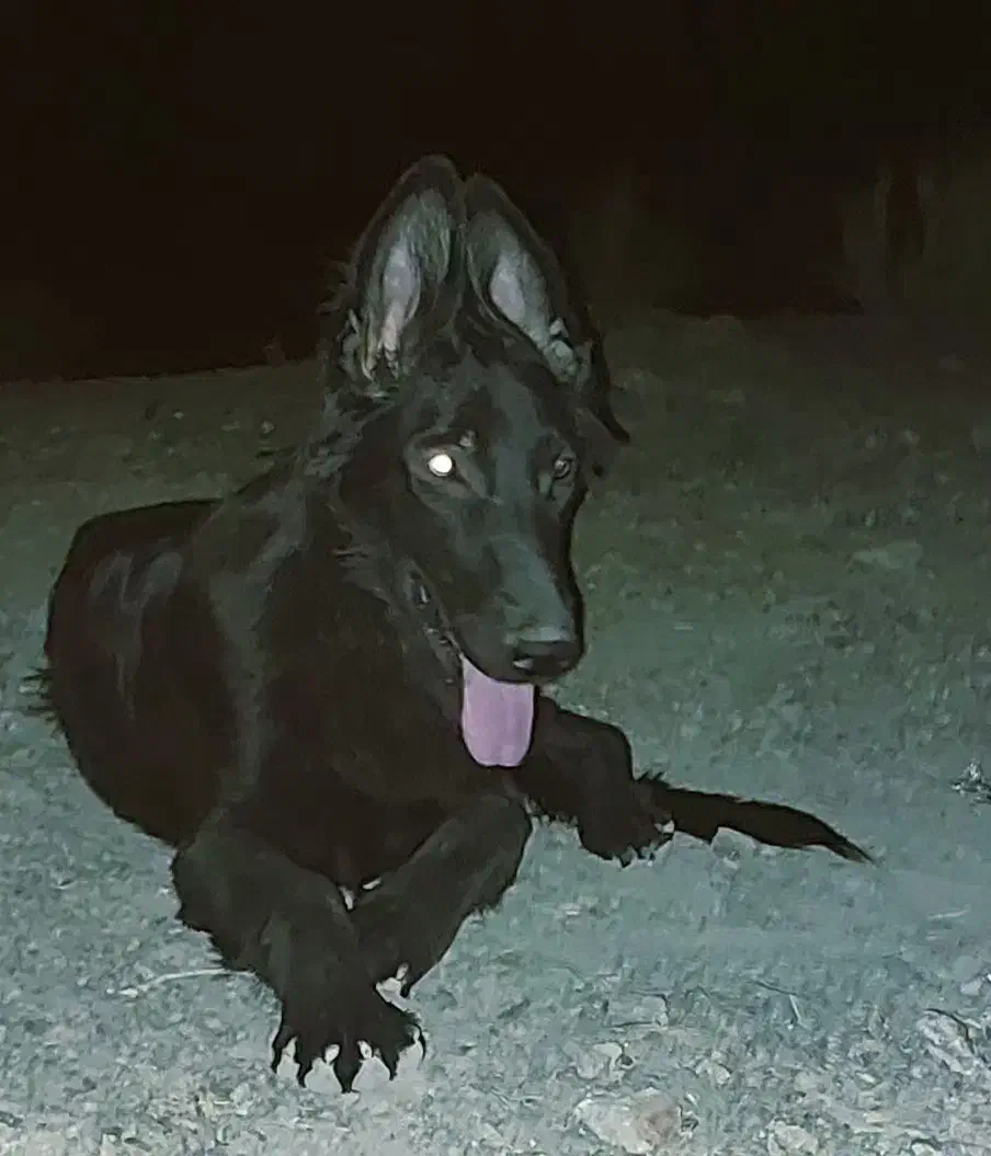 سگ ژرمن بلک ارزون قیمت|سگ|بندرعباس, |دیوار