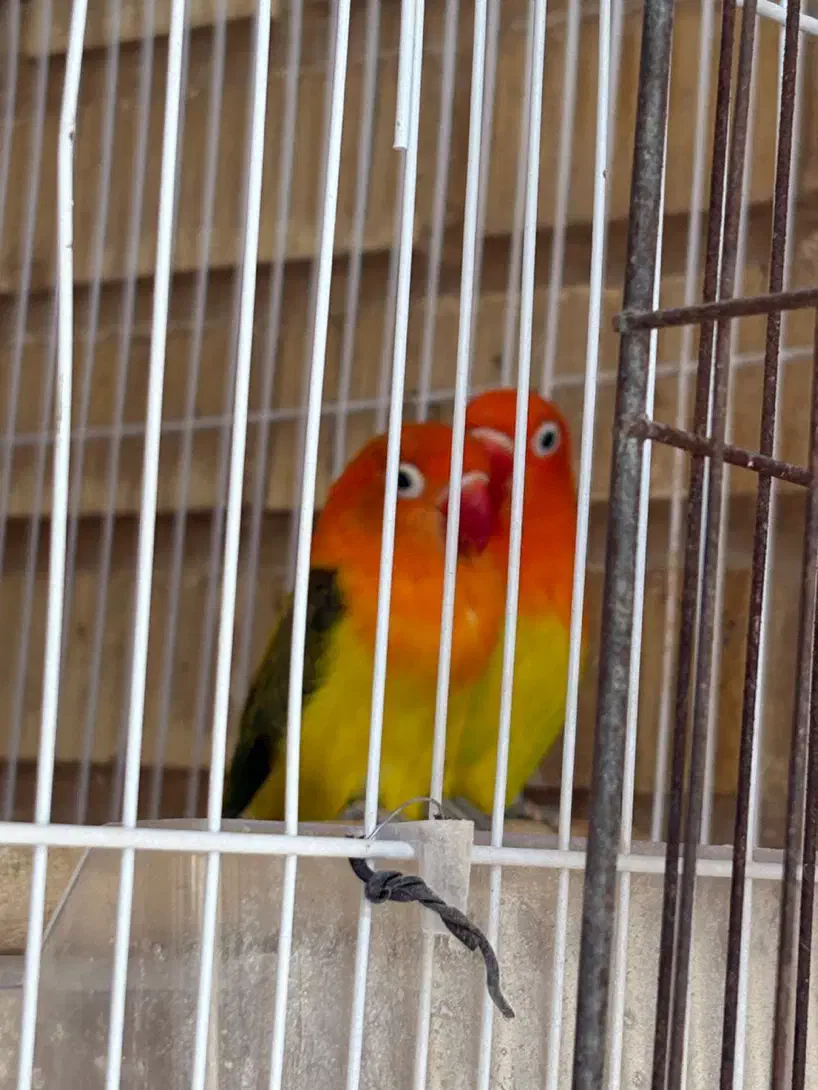 فروش جفت یووینگ گلد|پرنده|جم, |دیوار