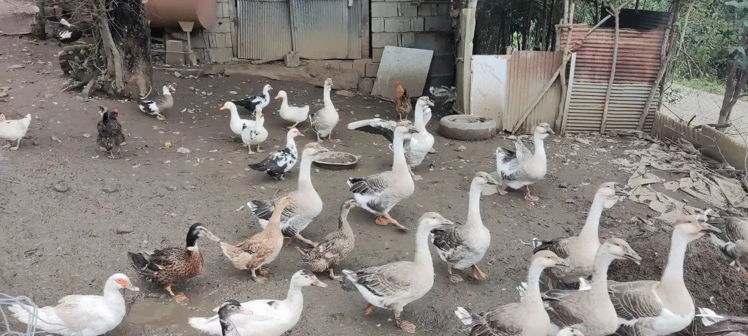 قو غاز|حیوانات مزرعه|کلاچای, |دیوار