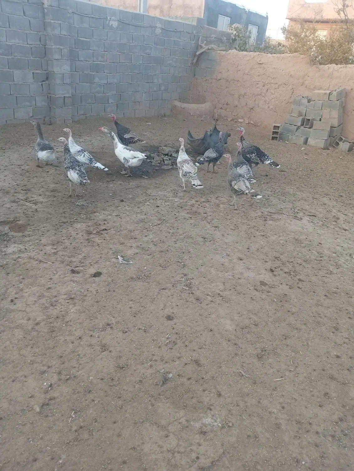 سلام عرض ادب|حیوانات مزرعه|اسفراین, |دیوار