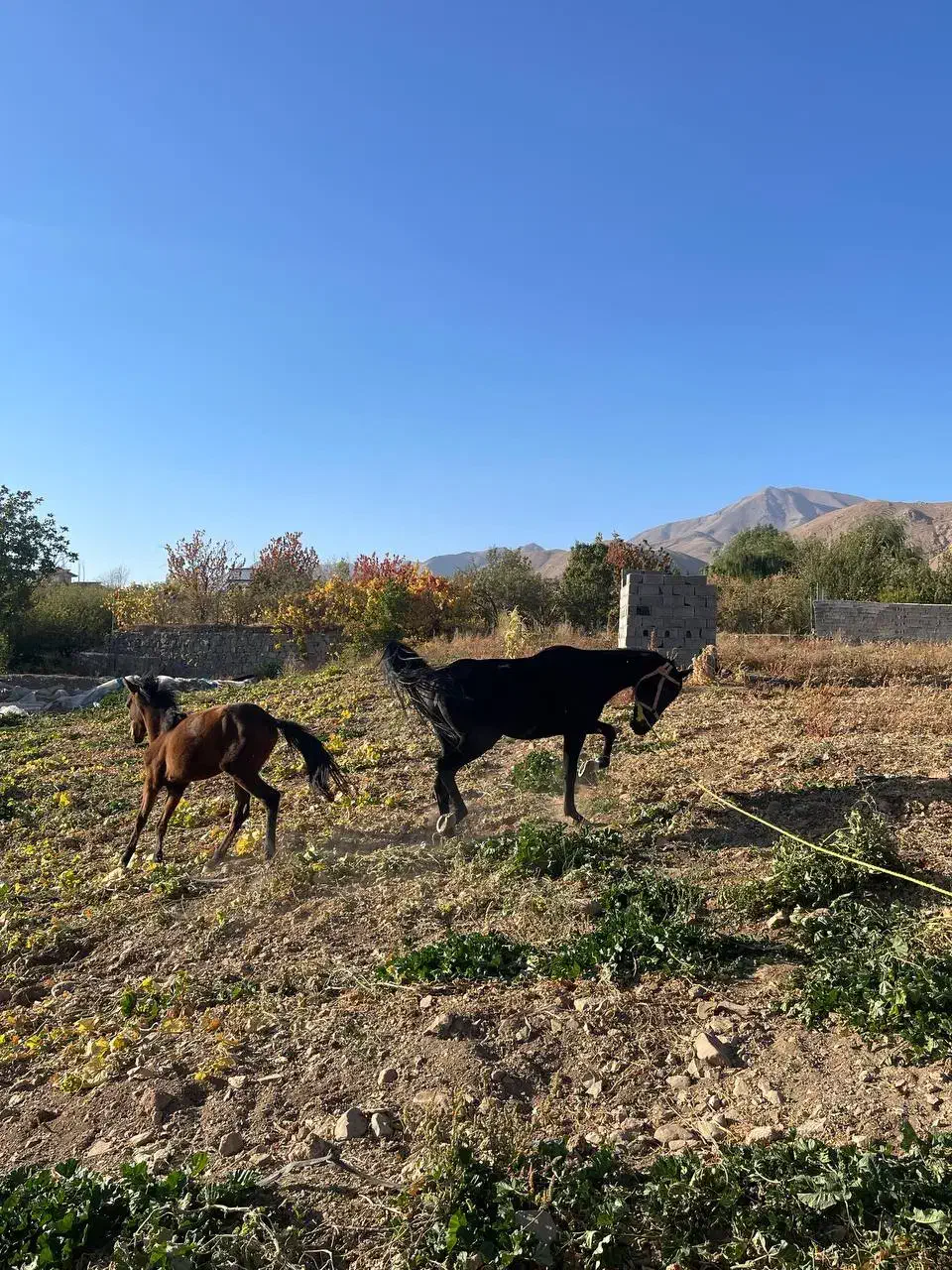 فروش اسب|اسب و تجهیزات اسبسواری|دماوند, دماوند|دیوار