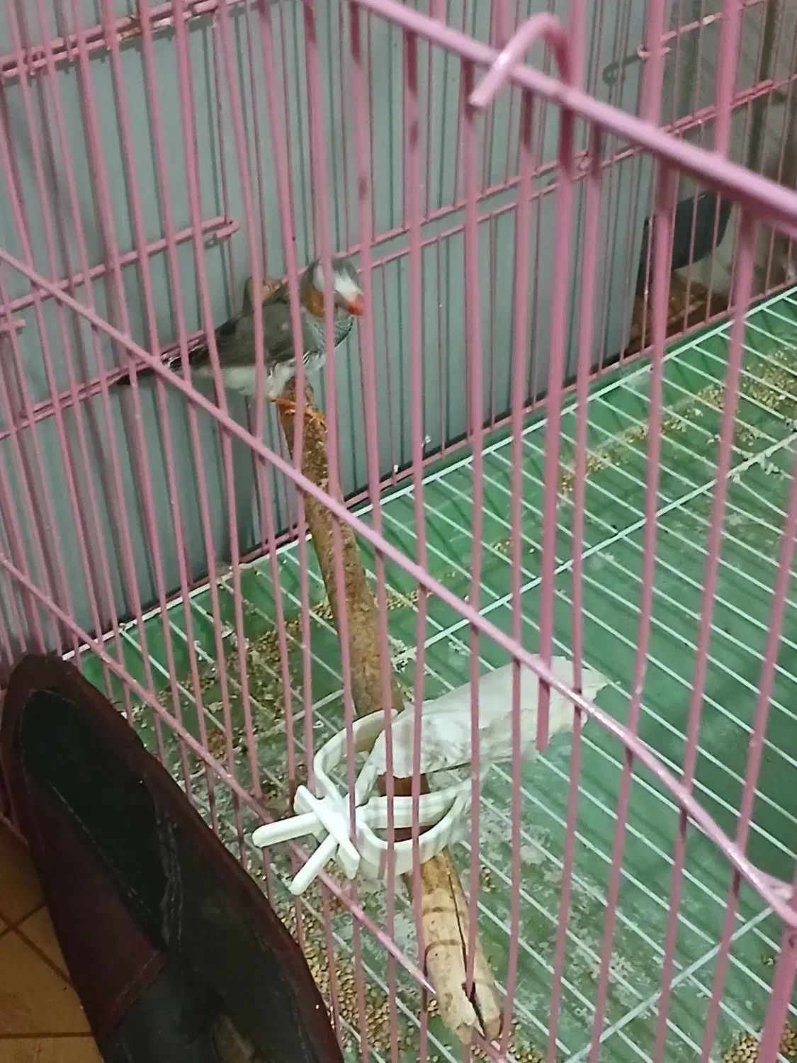 فنچ|پرنده|مسجد سلیمان, |دیوار