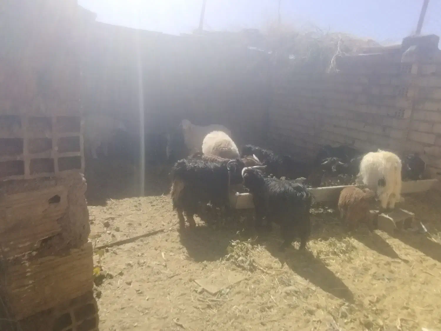 بزغاله نر وبره نر|حیوانات مزرعه|سده (خراسان جنوبی), |دیوار