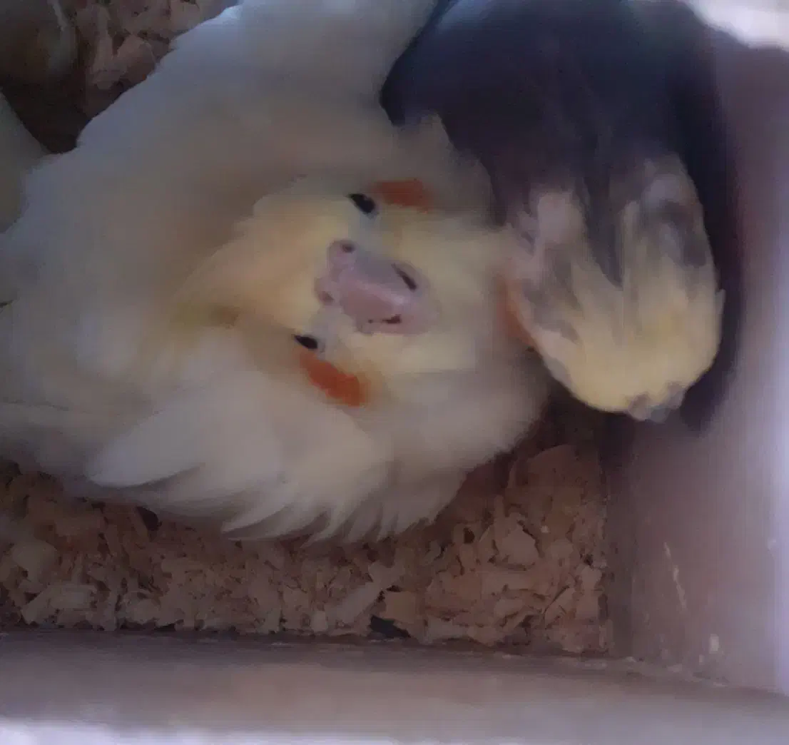 عروس هلندی نر وماده|پرنده|سهند, |دیوار