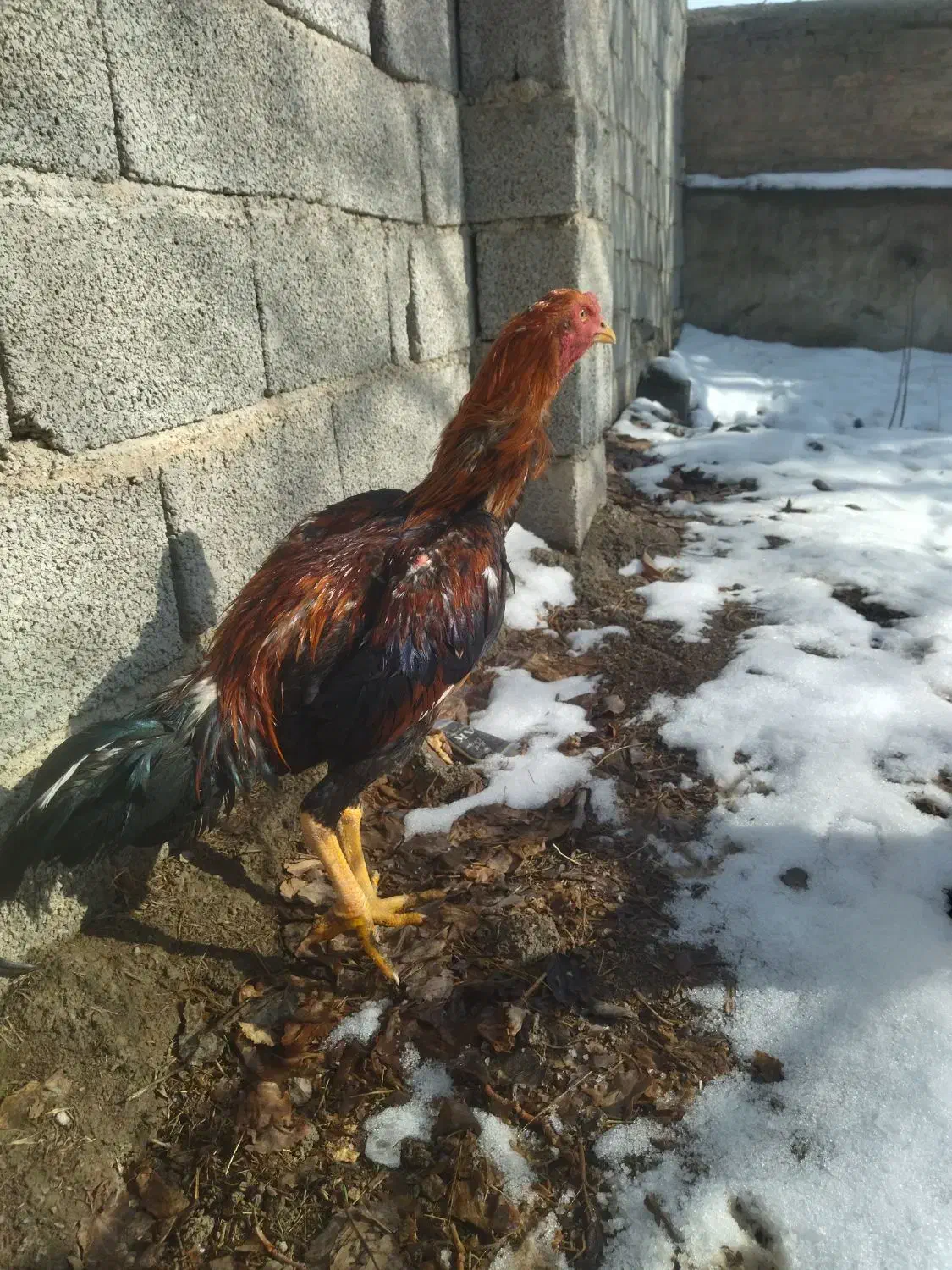 لاری|حیوانات مزرعه|کرج, کمال‌شهر|دیوار