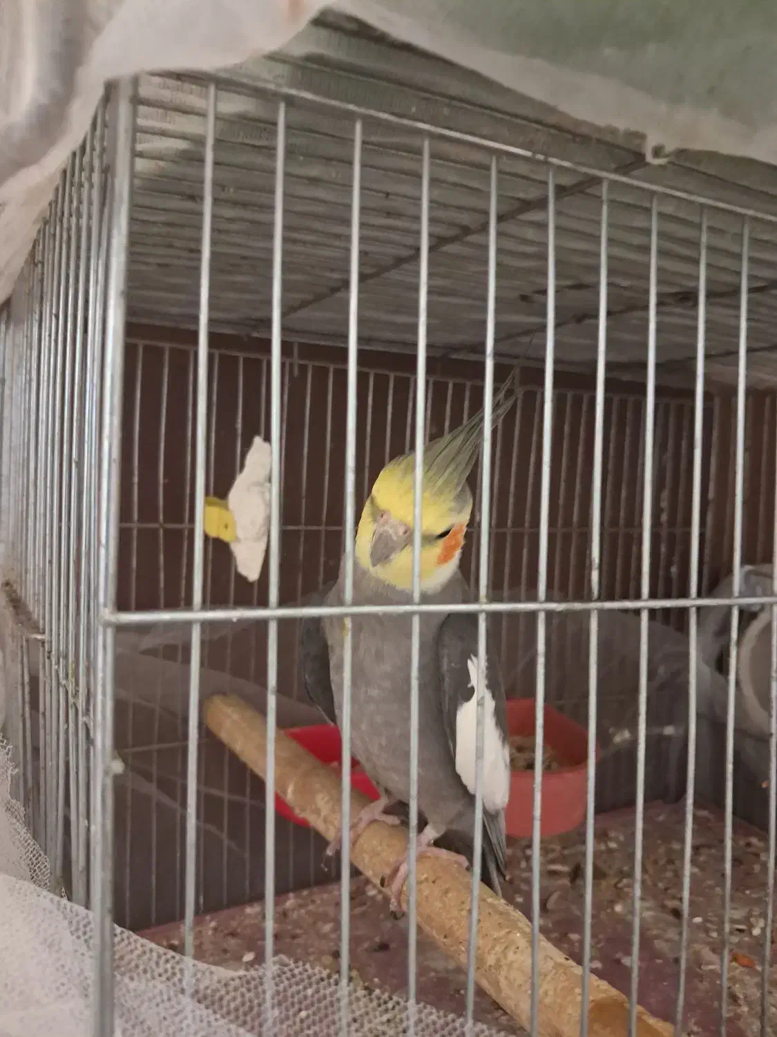 پرنده نر مست|پرنده|گلپایگان, |دیوار