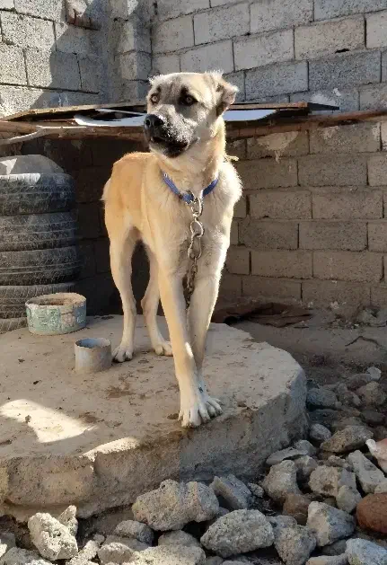 سگ سرابی نگهبان|سگ|اردبیل, |دیوار