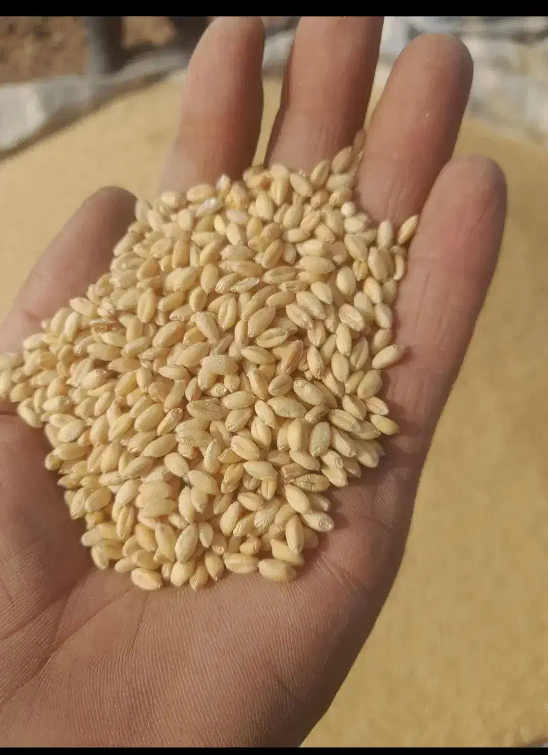 دان اردک گندم غاز|لوازم جانبی حیوانات|تالش, هشتپر|دیوار