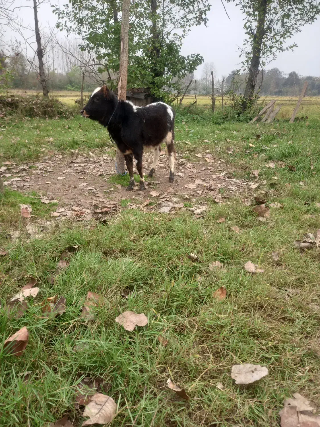 گاو لیشه|حیوانات مزرعه|آستانه اشرفیه, |دیوار