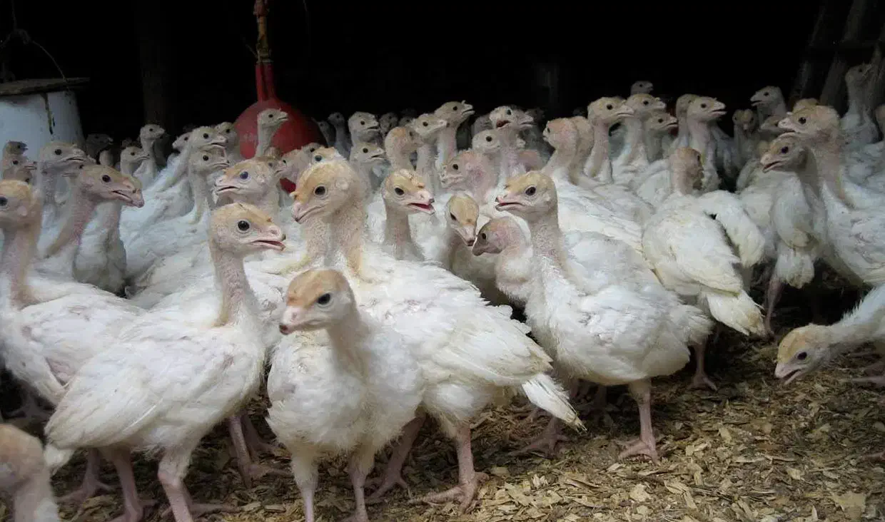 جوجه بوقلمون بیوتی یک روزه|حیوانات مزرعه|تهران, صادقیه|دیوار