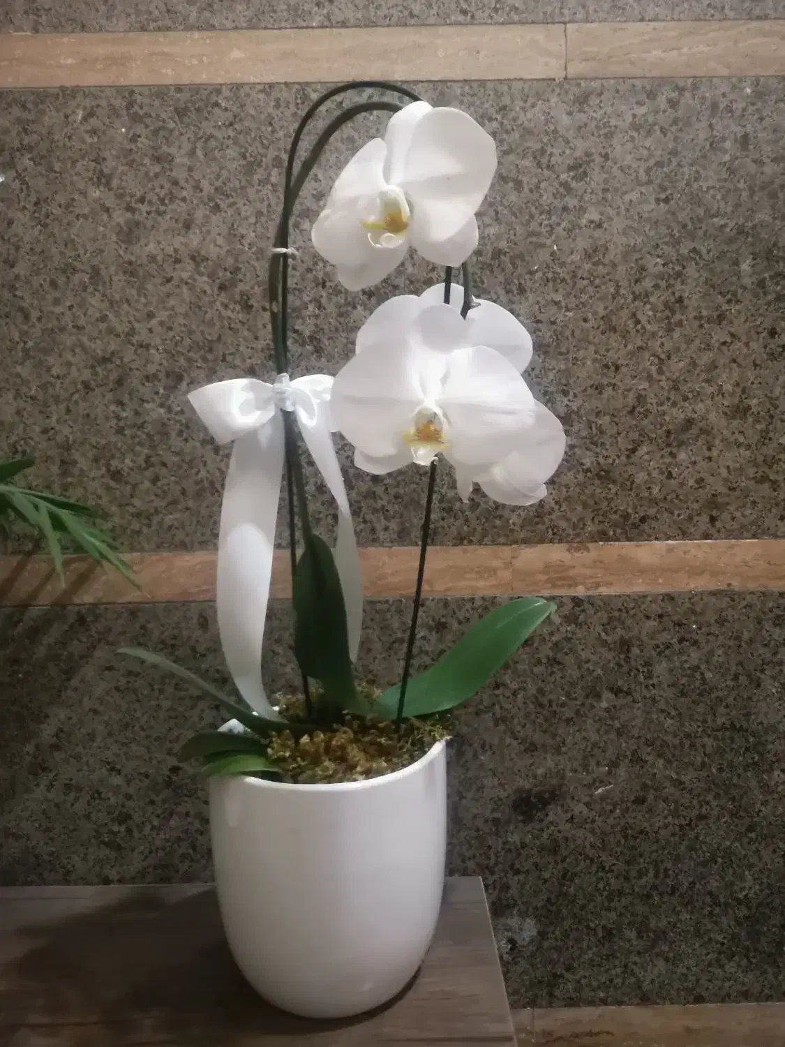 گل ارکیده|گل و گیاه طبیعی|رشت, معلم|دیوار