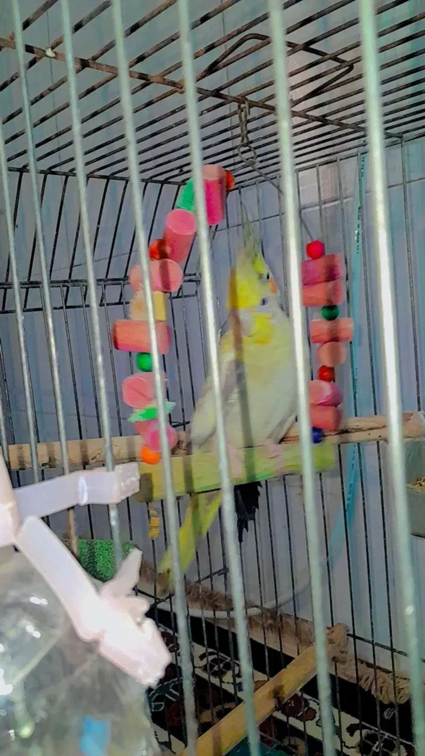 عروس هلندی طوطی برزیلی|پرنده|چهارباغ, |دیوار