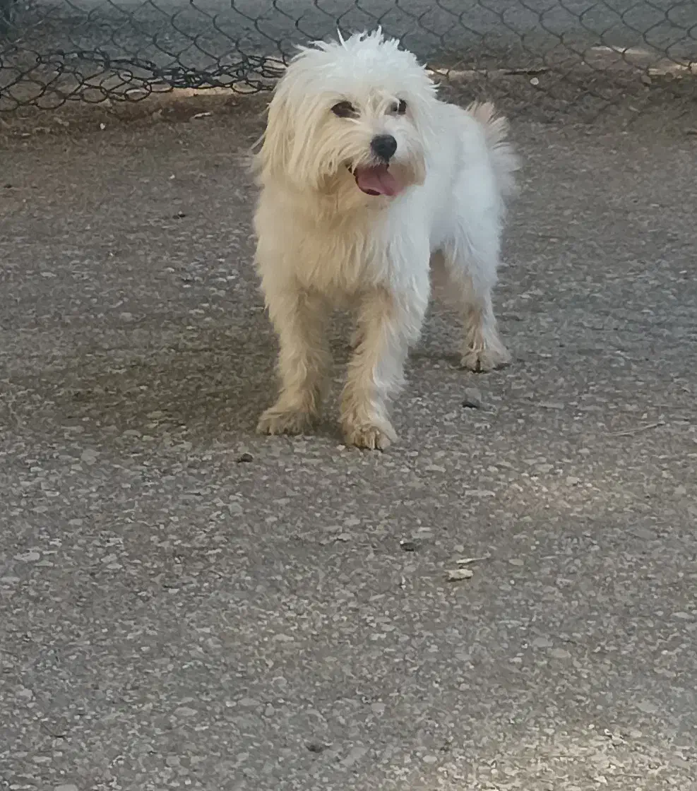 س گ|سگ|کرمانشاه, |دیوار