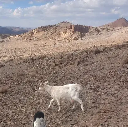 گوسفند|حیوانات مزرعه|قائن, |دیوار