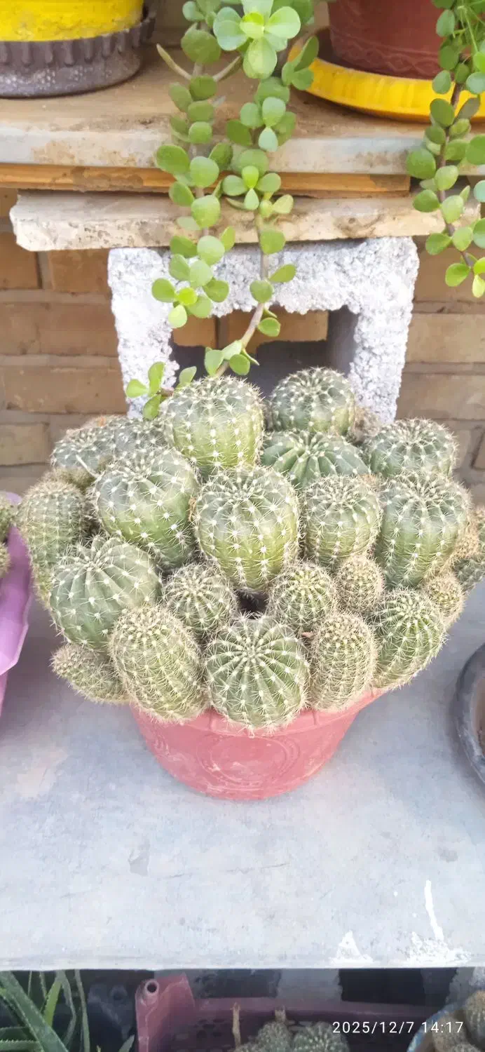 فروش ویژه کاکتوس مناسب هدیه|گل و گیاه طبیعی|شیراز, لاله|دیوار