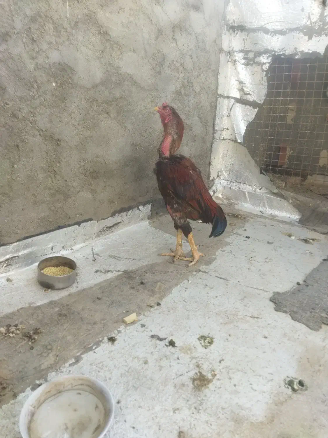 خوروس لاری اصل افغان|حیوانات مزرعه|تربتحیدریه, پیشکوه|دیوار