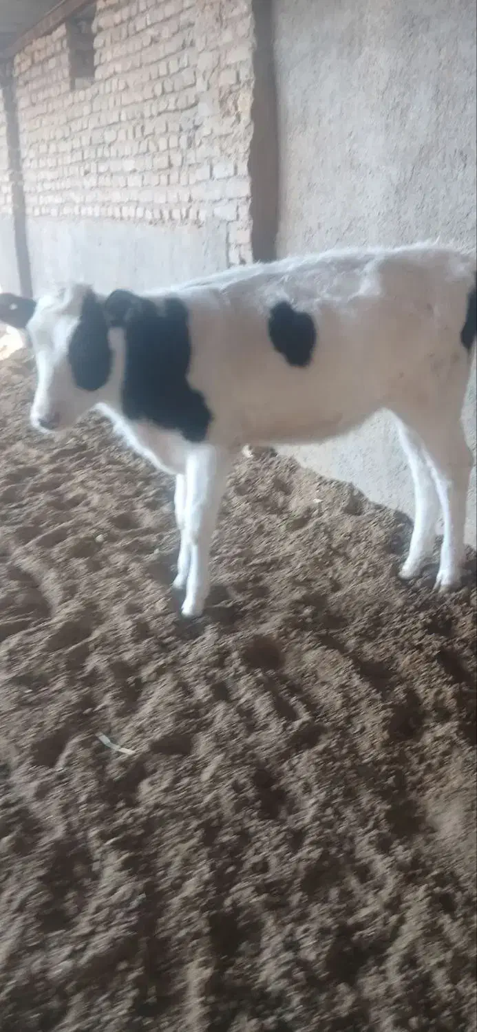 گوساله ماده|حیوانات مزرعه|تربت جام, میان جام|دیوار