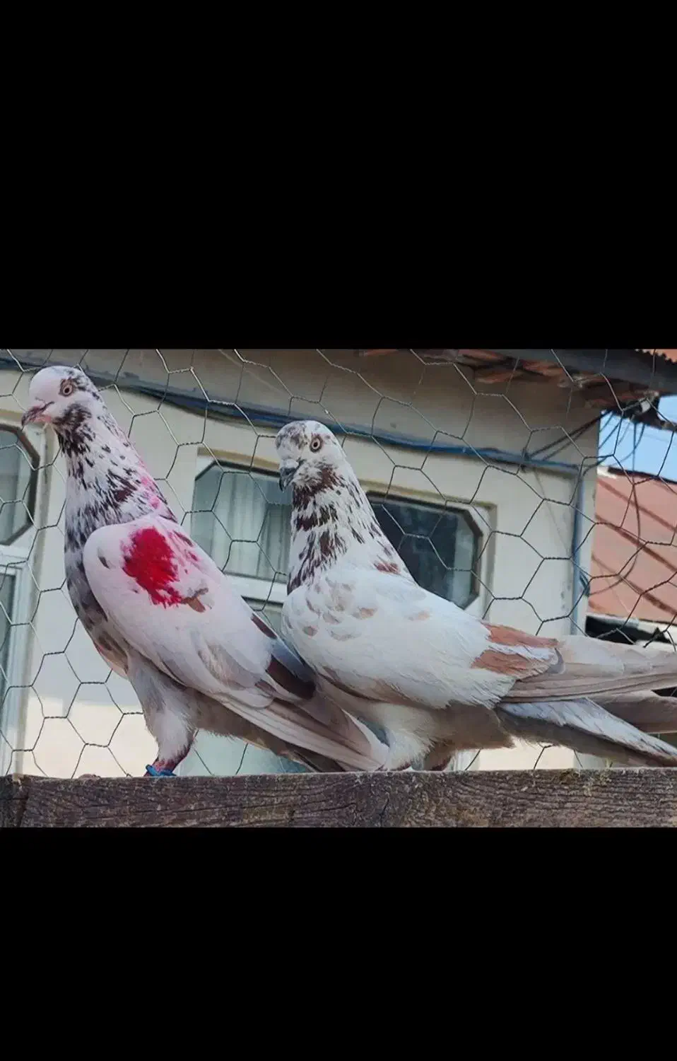 کبوتر پرشی|پرنده|نوکنده, |دیوار