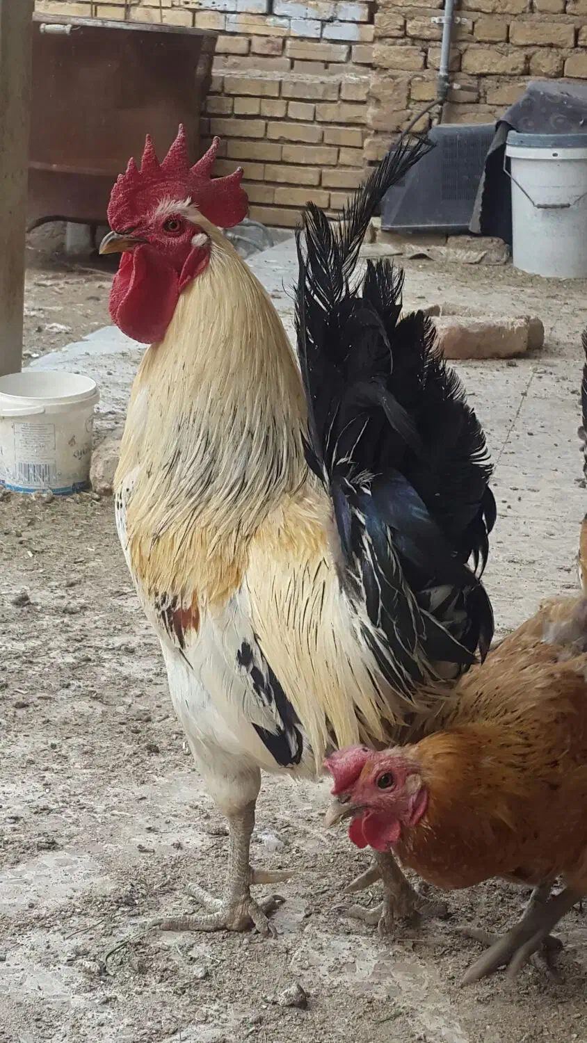 خروس لری اصیل قلم سبز|حیوانات مزرعه|مبارکه, |دیوار