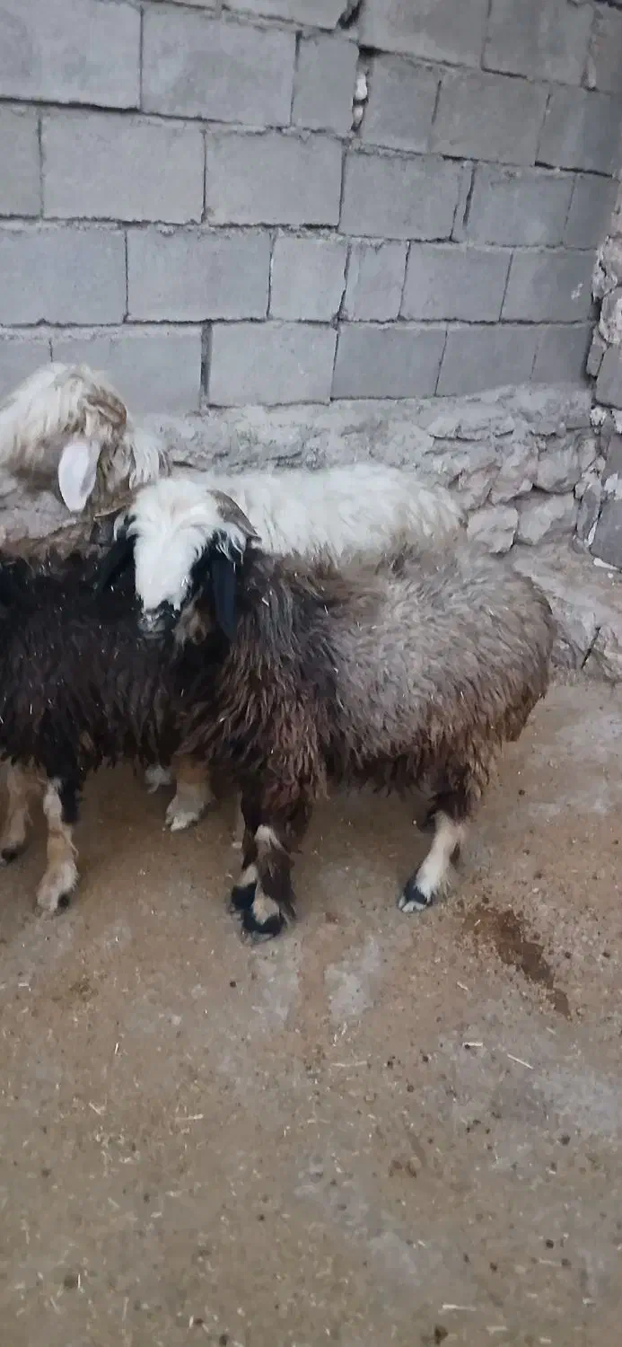 فروش بره|حیوانات مزرعه|ایذه, |دیوار