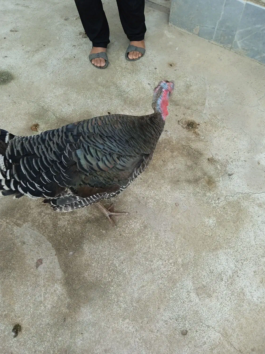 فروش بوقلمون وتخم بوقلمون|حیوانات مزرعه|رشت, پیرکلاچای|دیوار