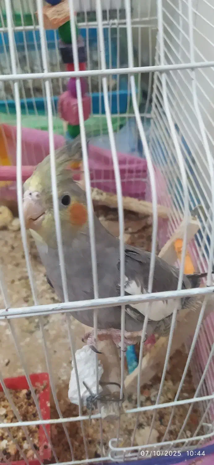 جوجه عروس هلندی|پرنده|تهران, وحیدیه|دیوار