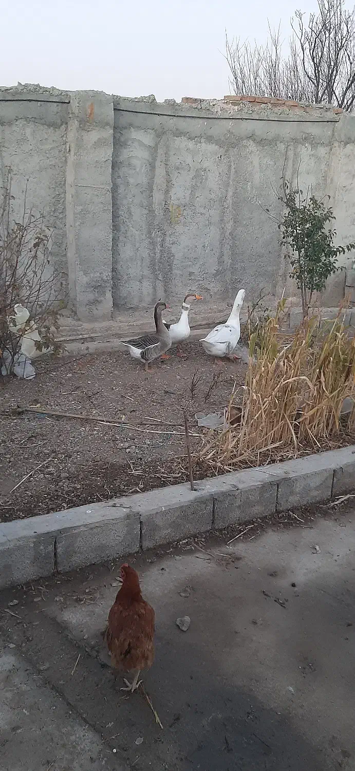 سه عدد غاز هر کدام به قیمت ۱ونیم میلیون تومان|حیوانات مزرعه|مشگین شهر, |دیوار