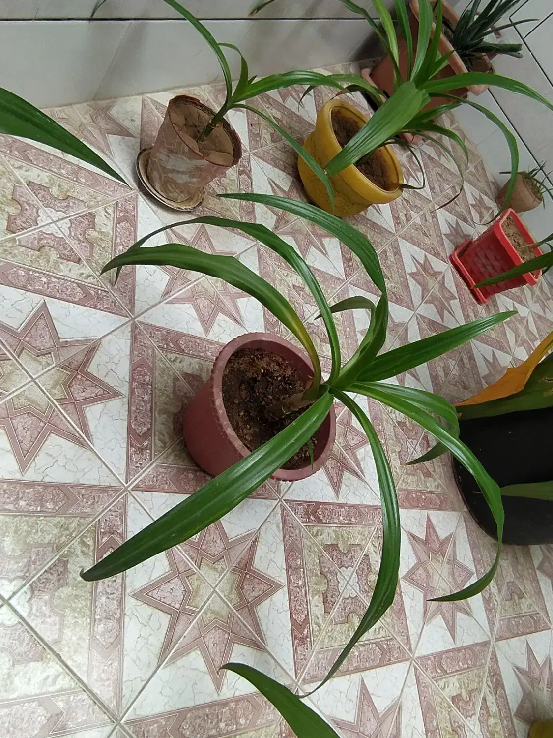 گل اشک ملکه|گل و گیاه طبیعی|خمینیشهر, |دیوار