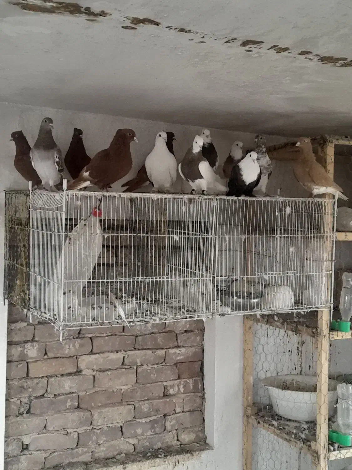 جوونه‌ رنگه‌ هوایی|پرنده|ششطراز, |دیوار