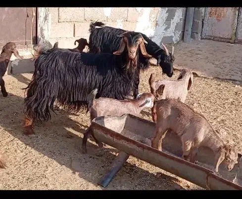 بز کهره دار ترکی جوان در فیروزآباد|حیوانات مزرعه|شیراز, درکی|دیوار