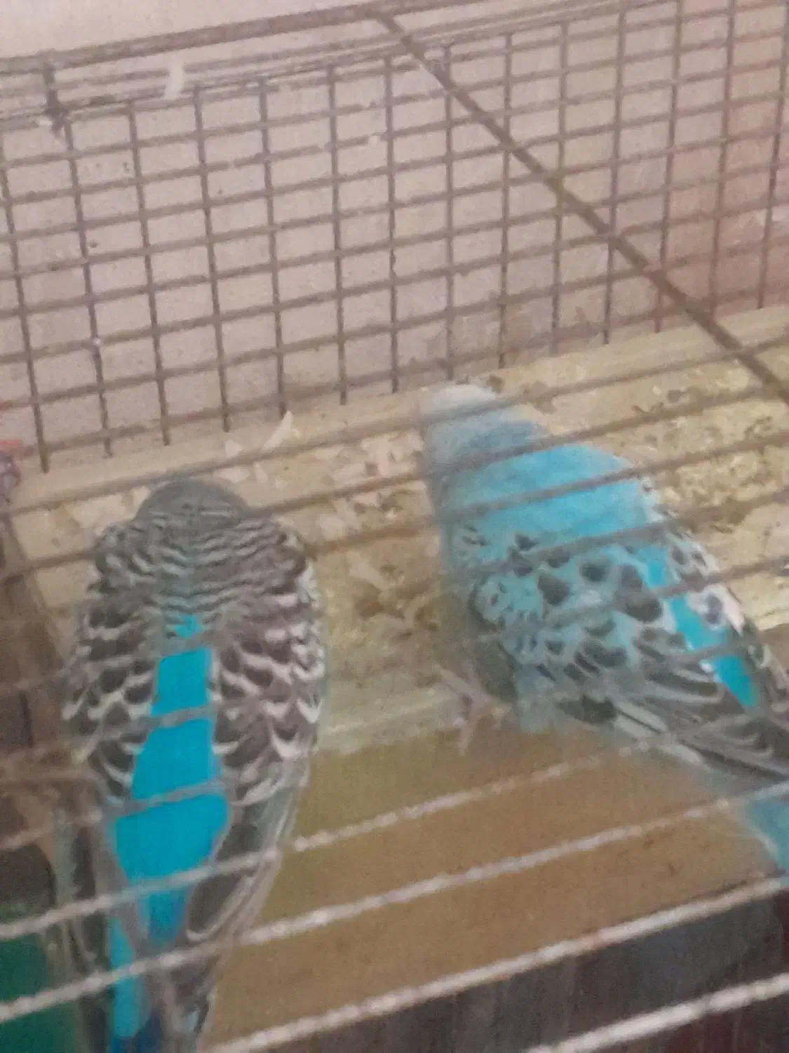 یک جفت مرغ عشق|پرنده|تبریز, |دیوار