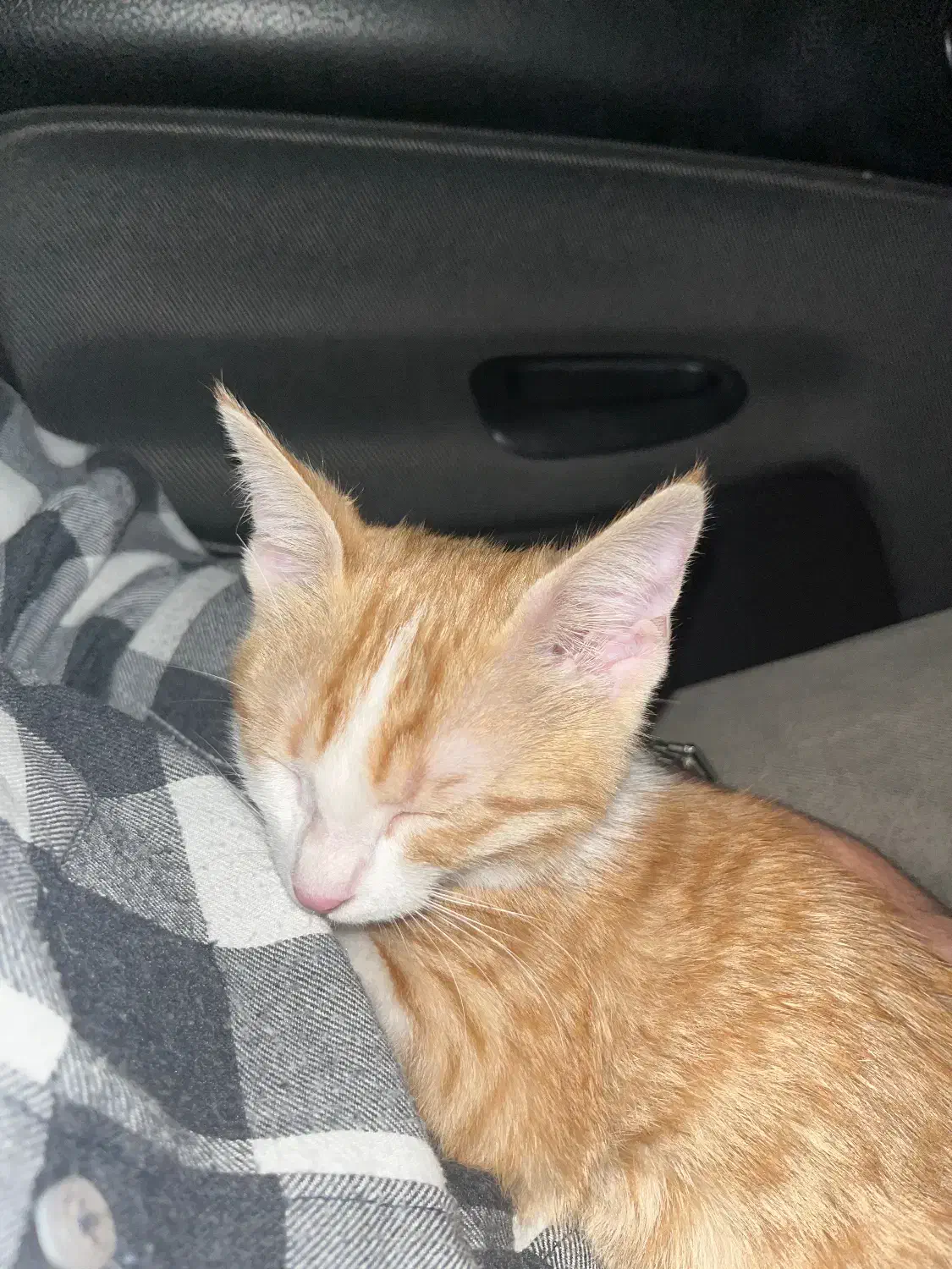 واگذاری گربه نارنجی|گربه|تهران, ائمه اطهار|دیوار