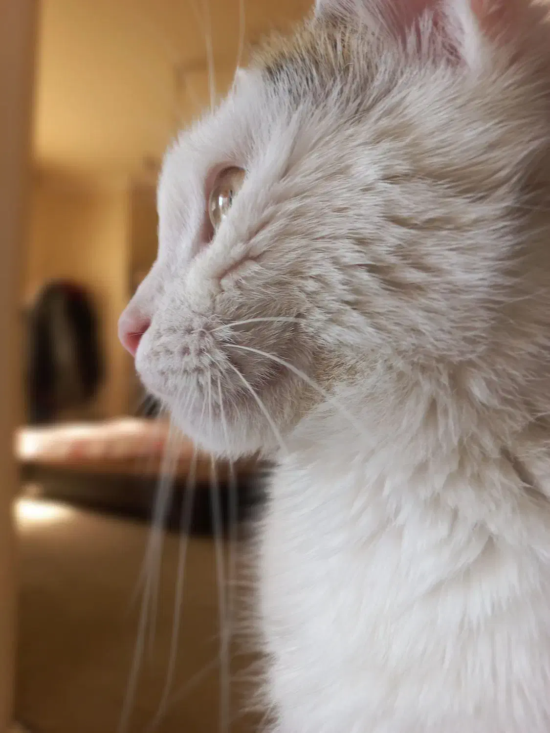 واگذاری گربه با وسایل|گربه|اصفهان, میرعماد|دیوار