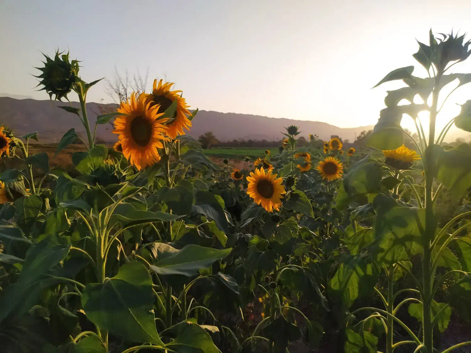 زمین مسکونی|فروش زمین و ملک کلنگی|راین, |دیوار